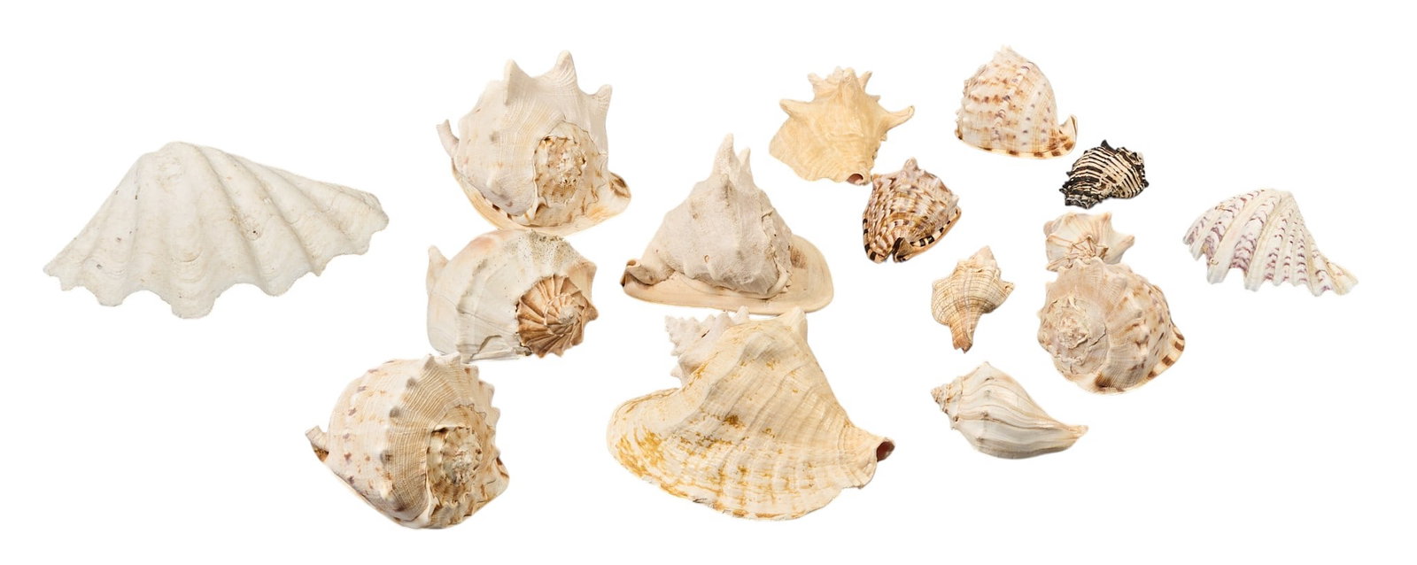 Red McCombs | Collection of (15) Seashells: Collection of fifteen seashells, various height 14 in. x width 5 in. x depth 11 in. / largest Provenance: Property from the personal estate collection of iconic Texas businessman, ci