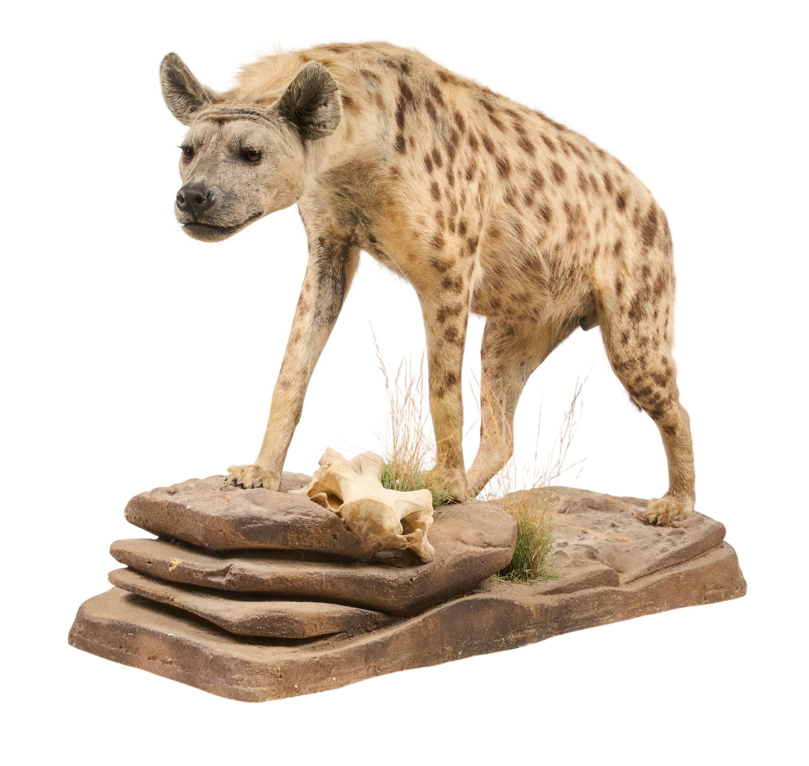 Full Body Hyena Mount: Full body hyena taxidermy display, on faux rock base height 38 in. x width 20 in. x depth 48 in. Provenance: Property from a home in San Antonio, Texas