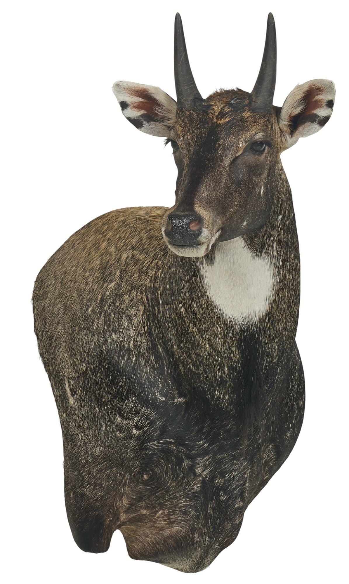 Nilgai Shoulder Mount: Nilgai shoulder mount taxidermy height 43.5 in. x width 20 in. x depth 31 in.