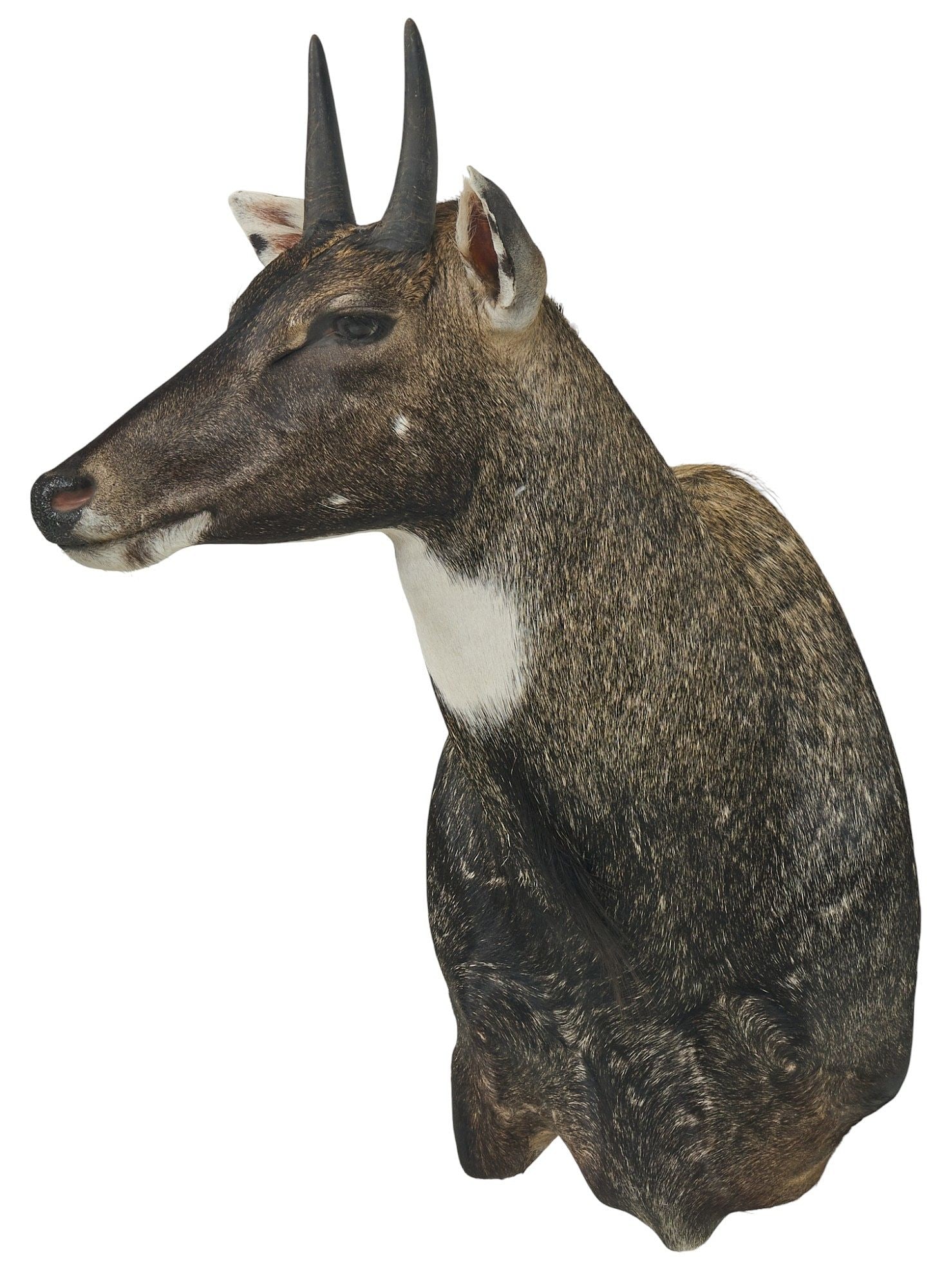 Nilgai Shoulder Mount - 2