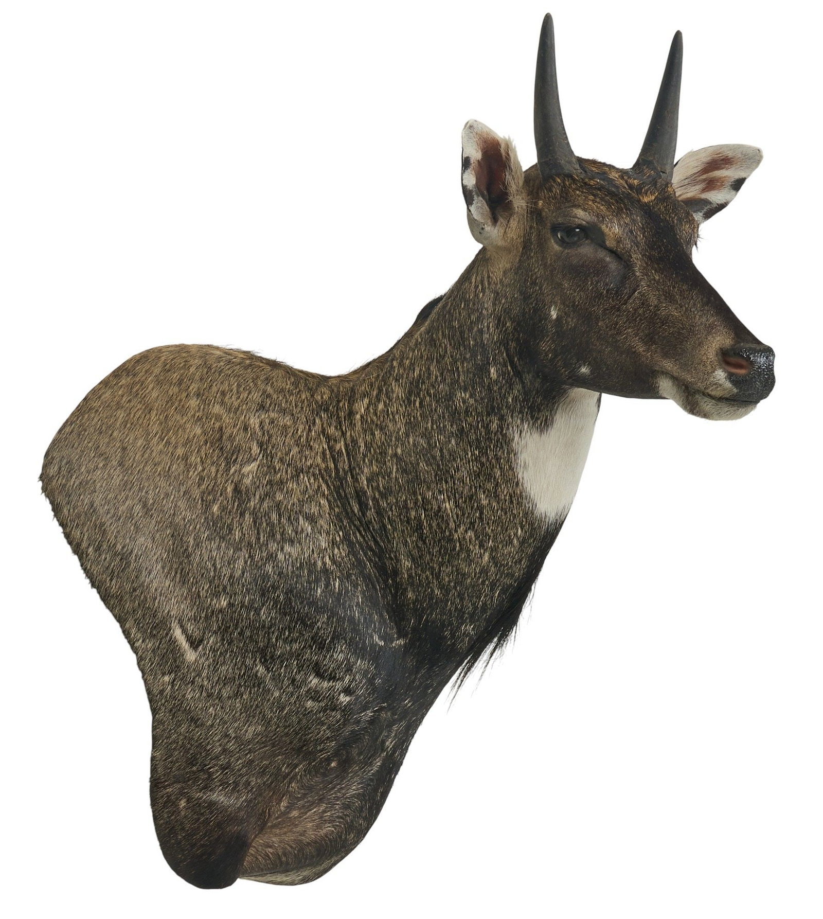 Nilgai Shoulder Mount - 3