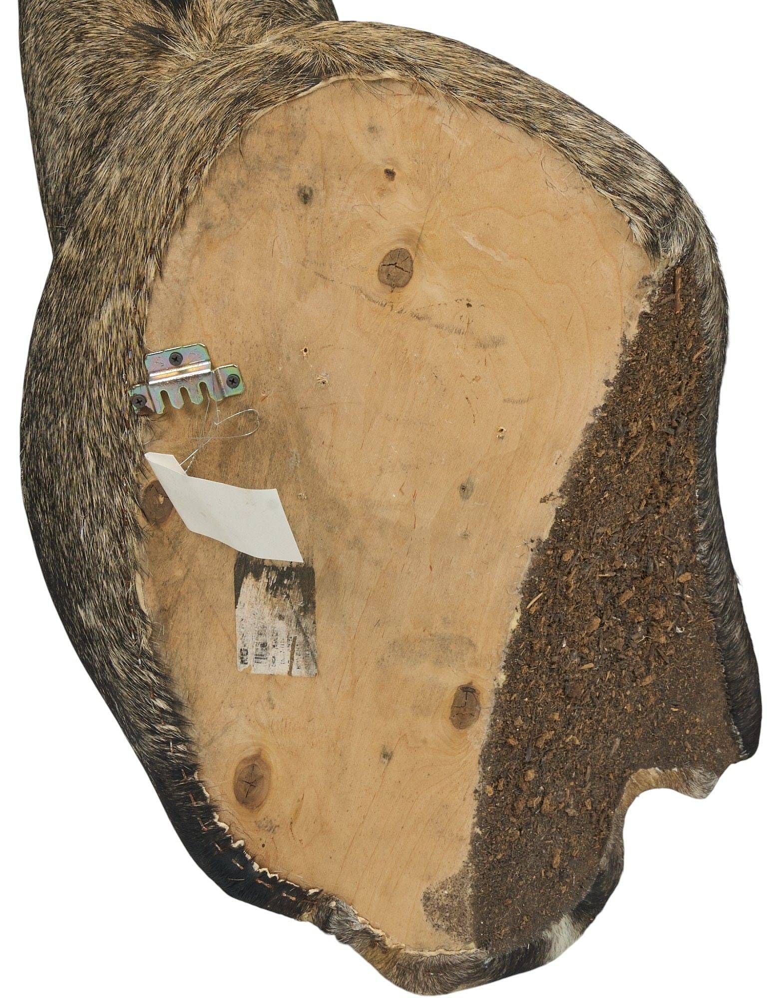 Nilgai Shoulder Mount - 4