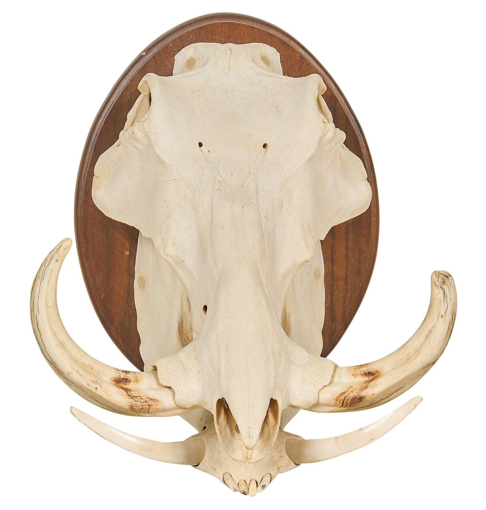 Wild Boar Skull: Wild boar skull mounted to oval wooden plaque height 15 in. x wdith 12 in. x depth 11 in. 