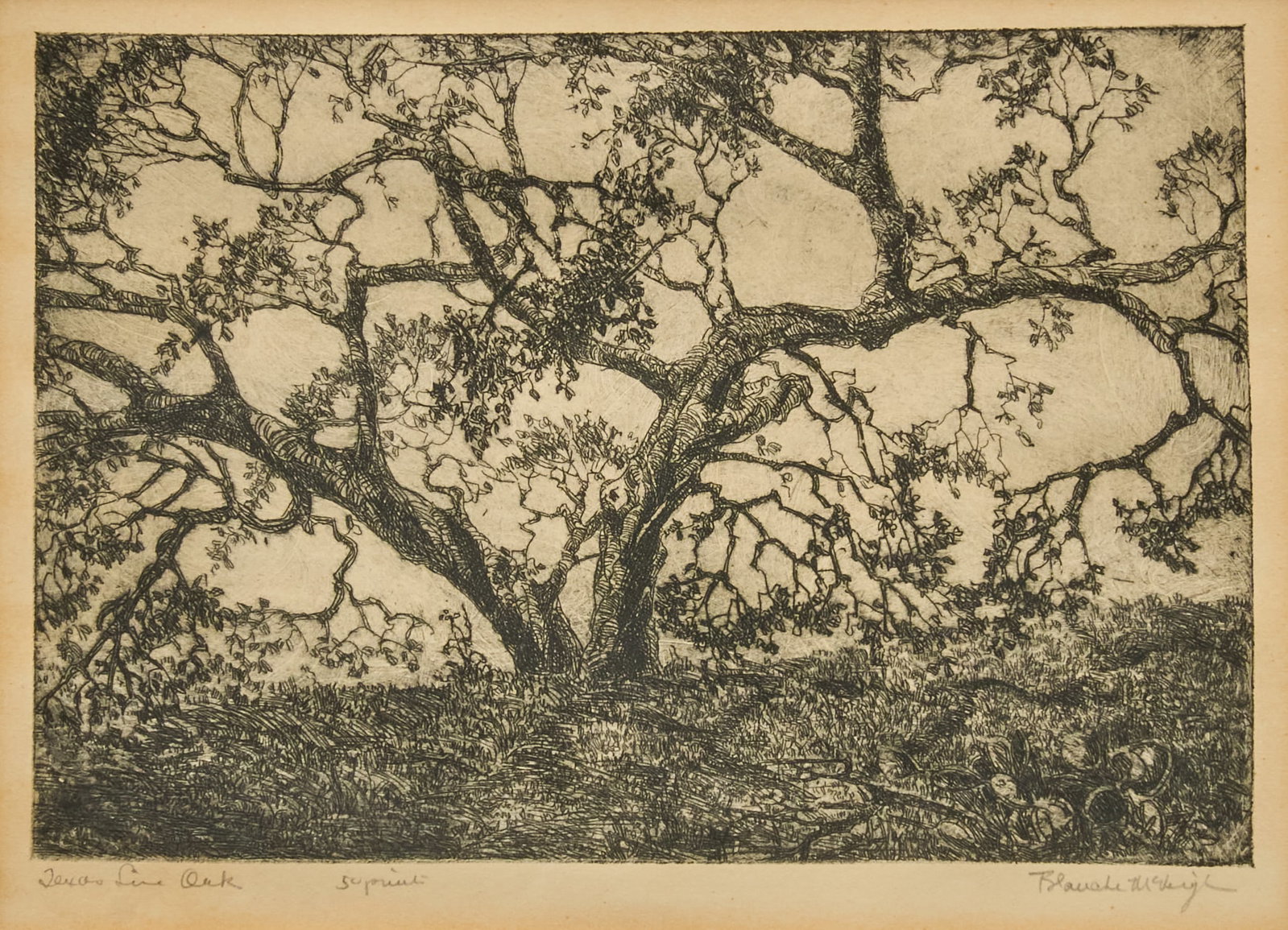Blanche McVeigh, "Texas Live Oak": Blanche McVeigh (Texas / Missouri, 1895-1970), "Texas Live Oak", artist-pulled etching from an edition of 50, signed and titled in pencil in the margin image: 5 x 7 in., frame: 20 x 15 