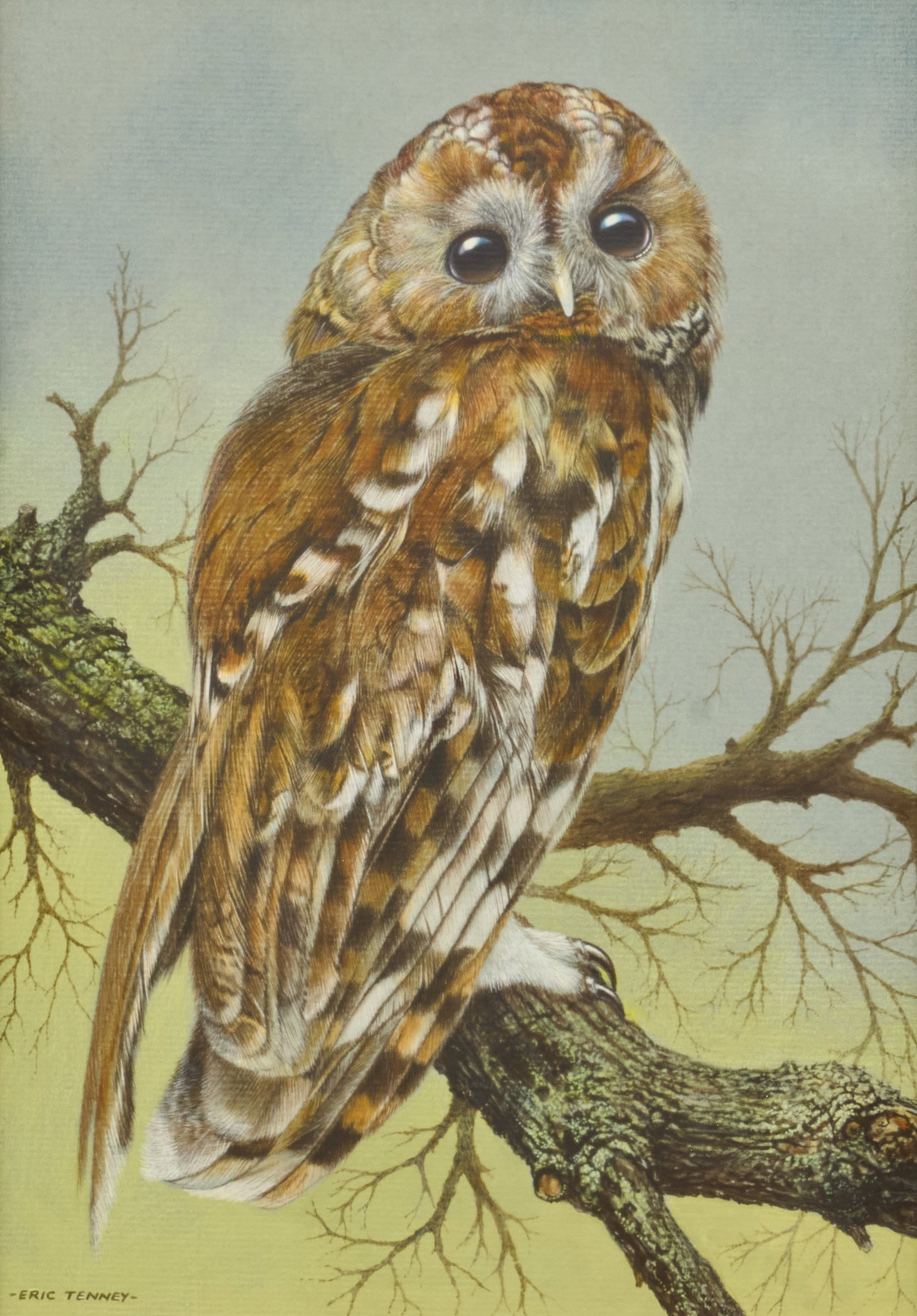 Eric Tenney, Owl (1 of 5)