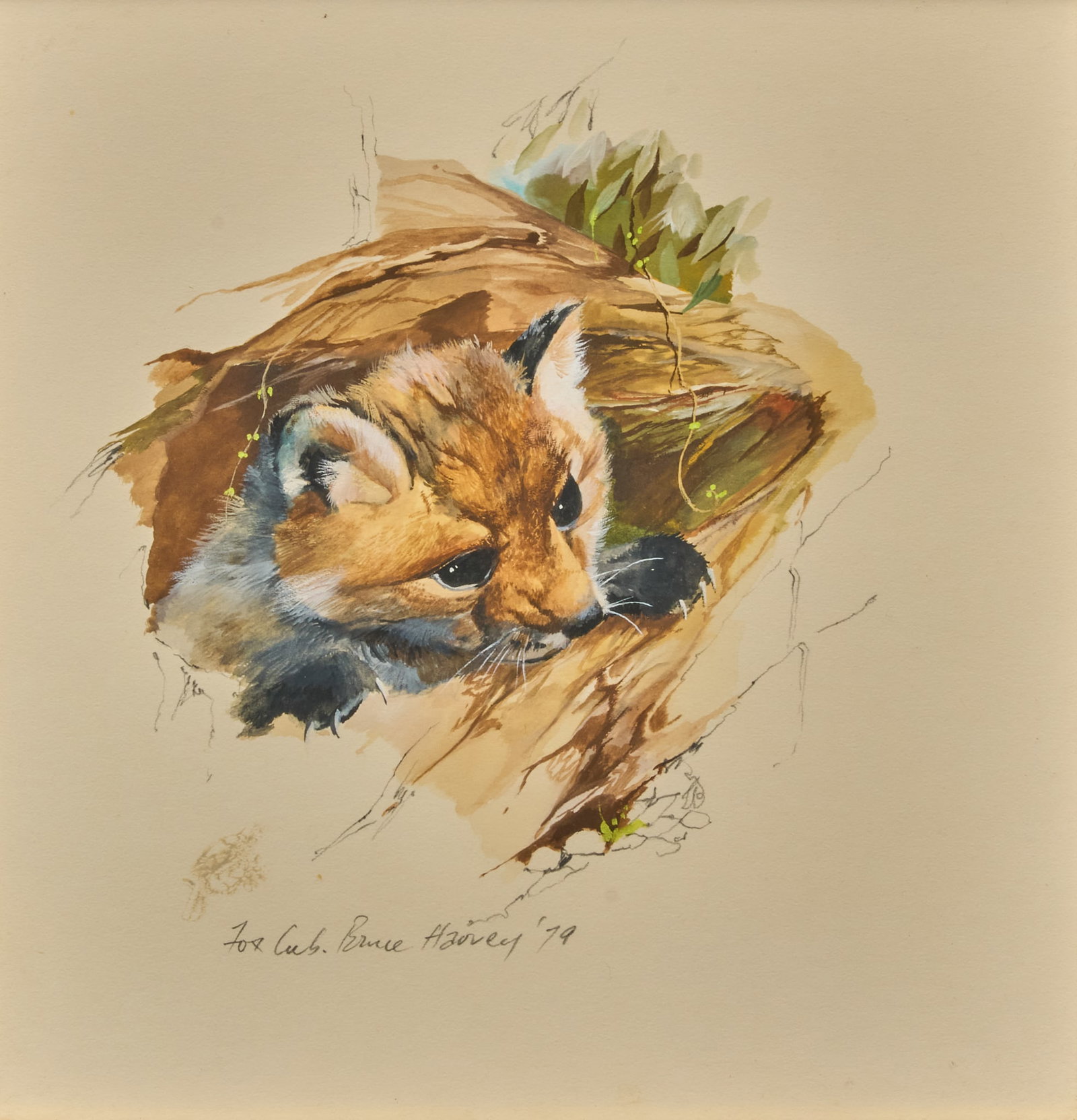 Bruce Harvey, "Fox Cub": Bruce Harvey (New Zealand, b. 20th C.), "Fox Cub", watercolor and gouache on paper, signed and dated lower left, 1979 sight: 10 x 10 in., frame: 18.5 x 18.5 in. Provenance: Property