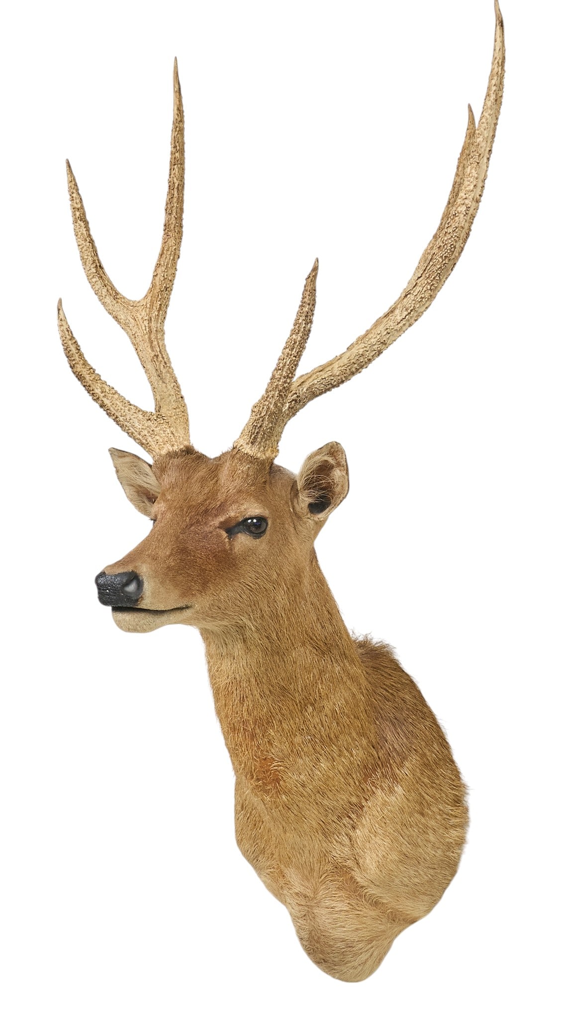 Sika Deer Shoulder Mount (1 of 4)