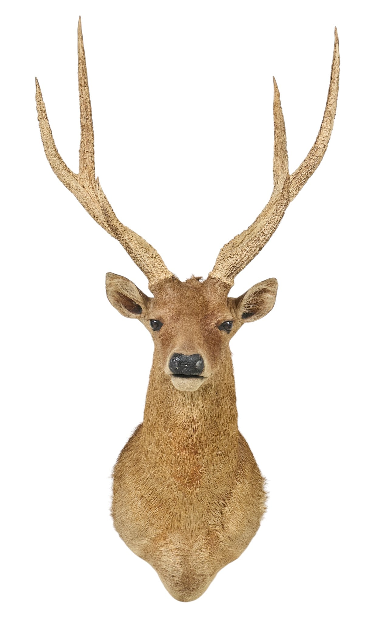 Sika Deer Shoulder Mount - 2