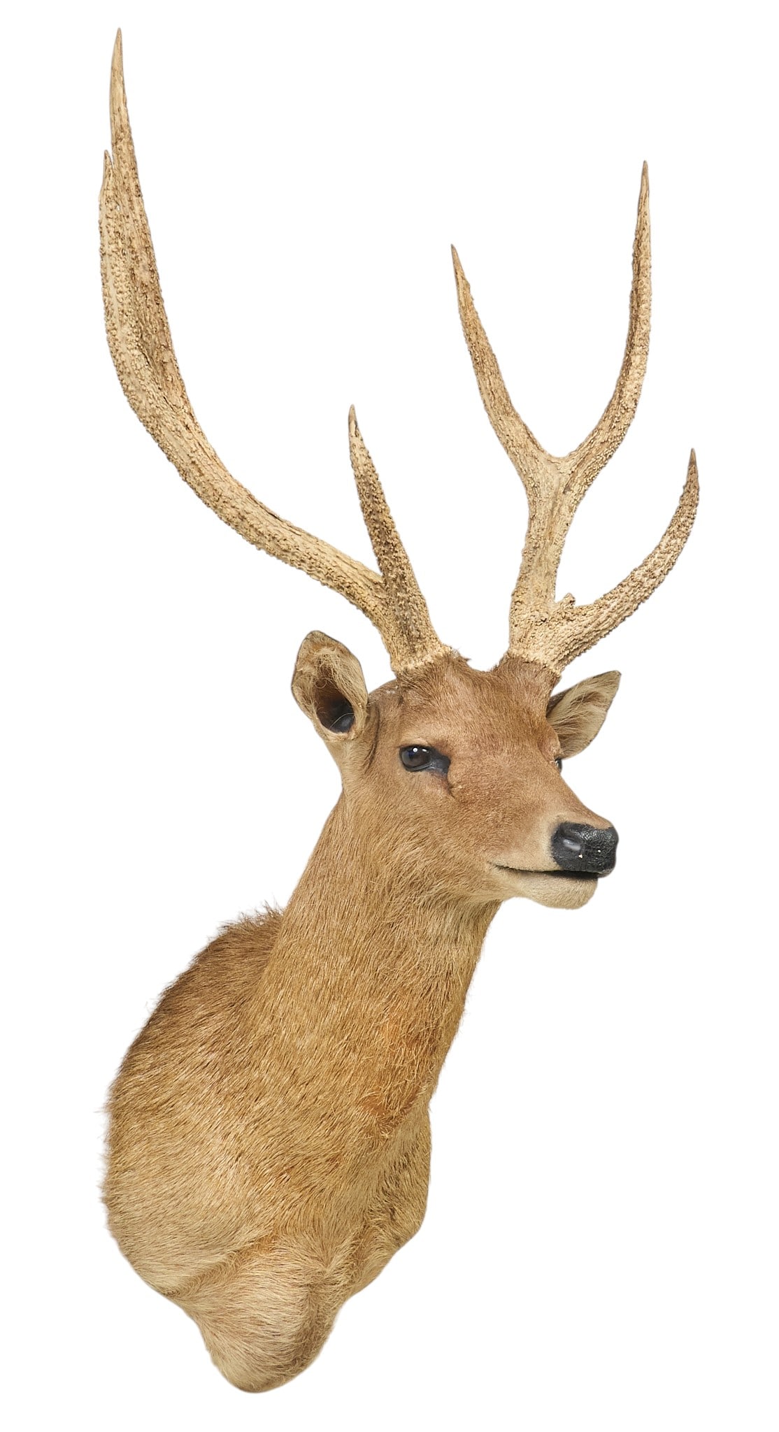 Sika Deer Shoulder Mount - 3