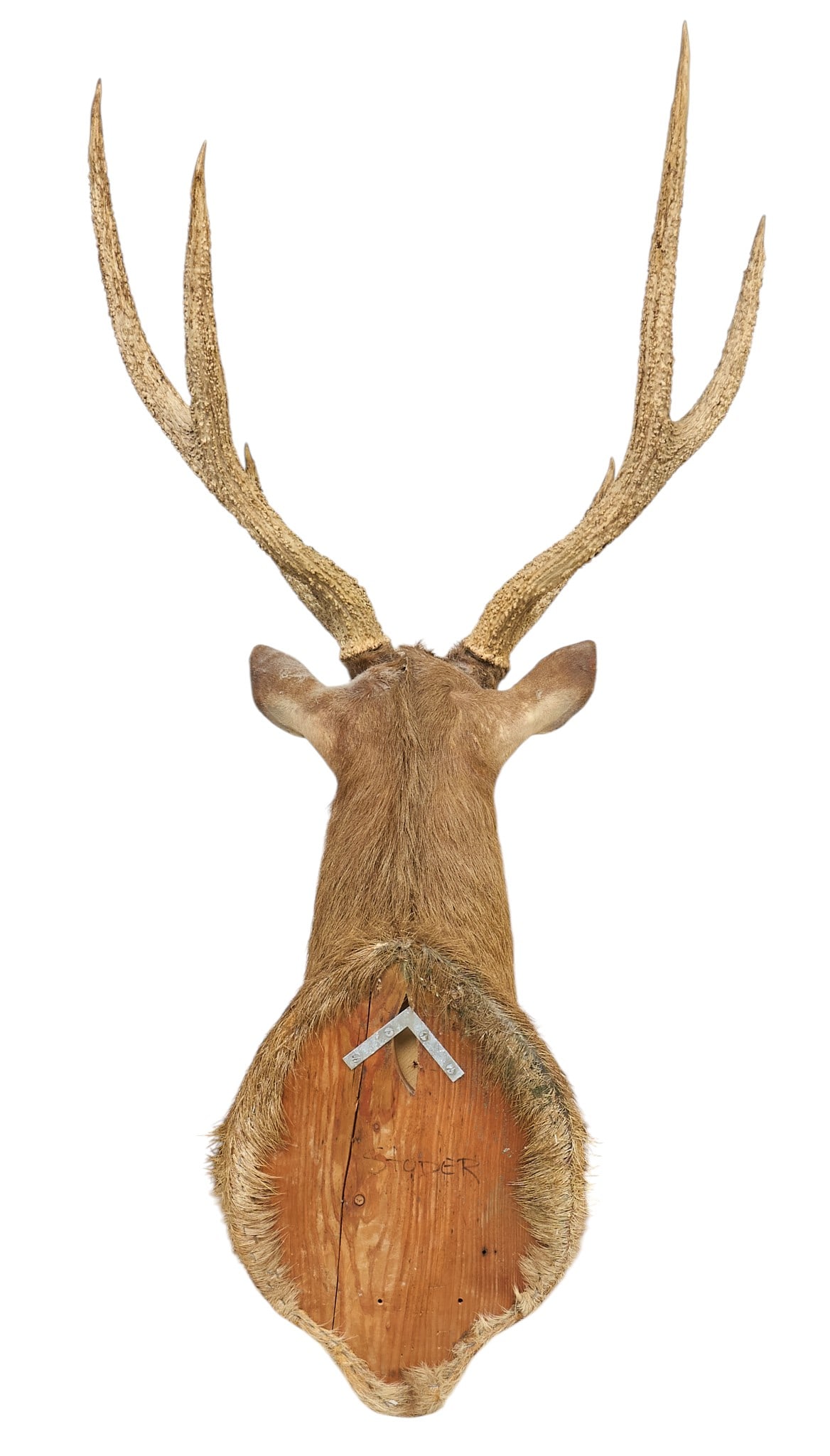 Sika Deer Shoulder Mount - 4
