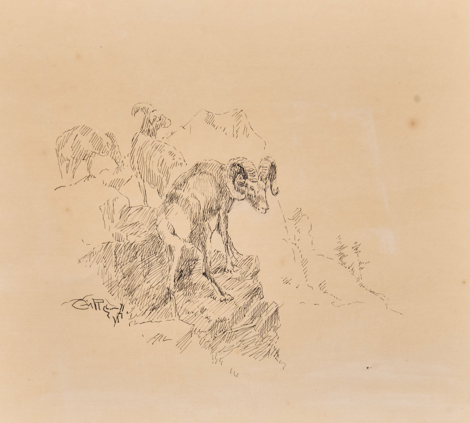 Charles Russell, Bighorn Sheep: Charles Marion Russell (Amer., 1864-1926), sketch of big horn sheep on mountain, ink on paper, initialed lower left with Russell's customary bison skull sight: 9 x 12 in., frame: 18 x 19 
