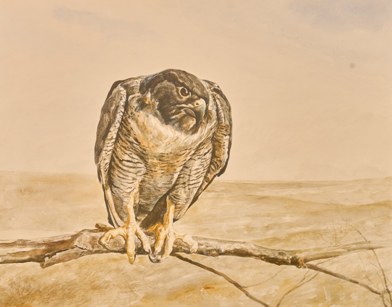 Kermit Oliver, Peregrine Falcon: Kermit Oliver (Texas, b. 1943), peregrine falcon perched on a branch, thinned acrylic on paper mounted to board, signed lower left, framed under UV protectant glass sight: 16 x 20 in., frame: