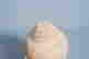 item-111107925=5