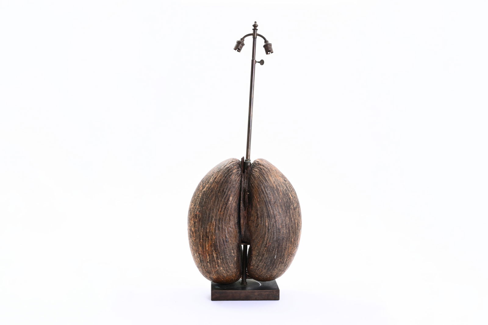 A sea coconut or coco de mer (lodicea maldivica) mounted as lamp, Seychelles, 20th C. (1 of 6)