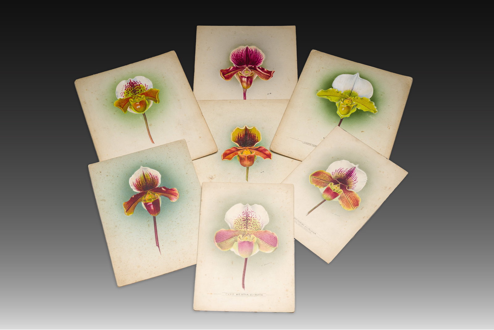 Frederick William Bolas (1871-1951) and Nelly Roberts (1872–1959): seven studies of orchids, mixed (1 of 6)