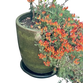 Green Glazed Ceramic Tree / Plant Pot