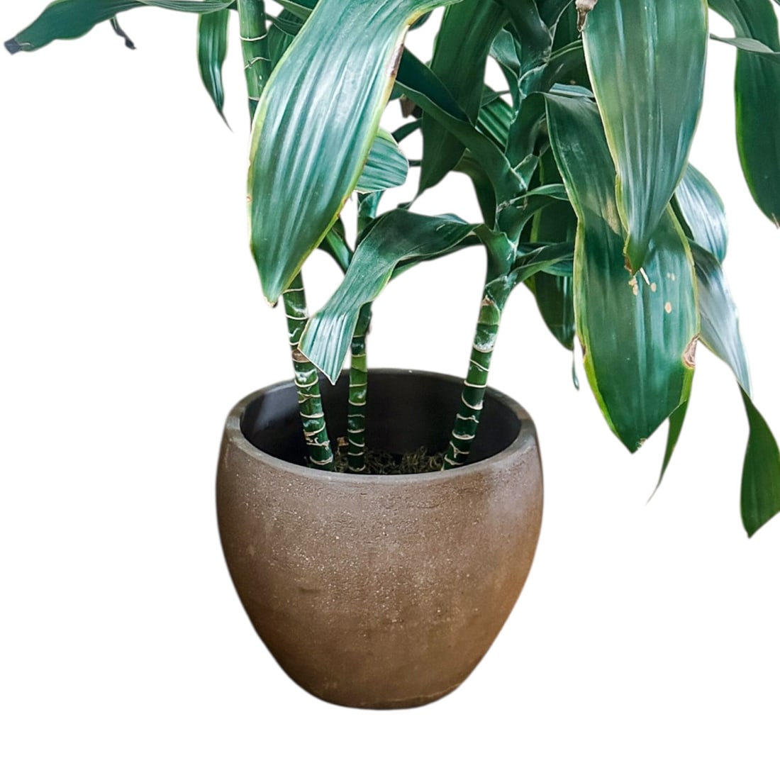 Dtacaena potted plant Madagascar Dragon tree: Dtacaena potted plant Madagascar Dragon tree