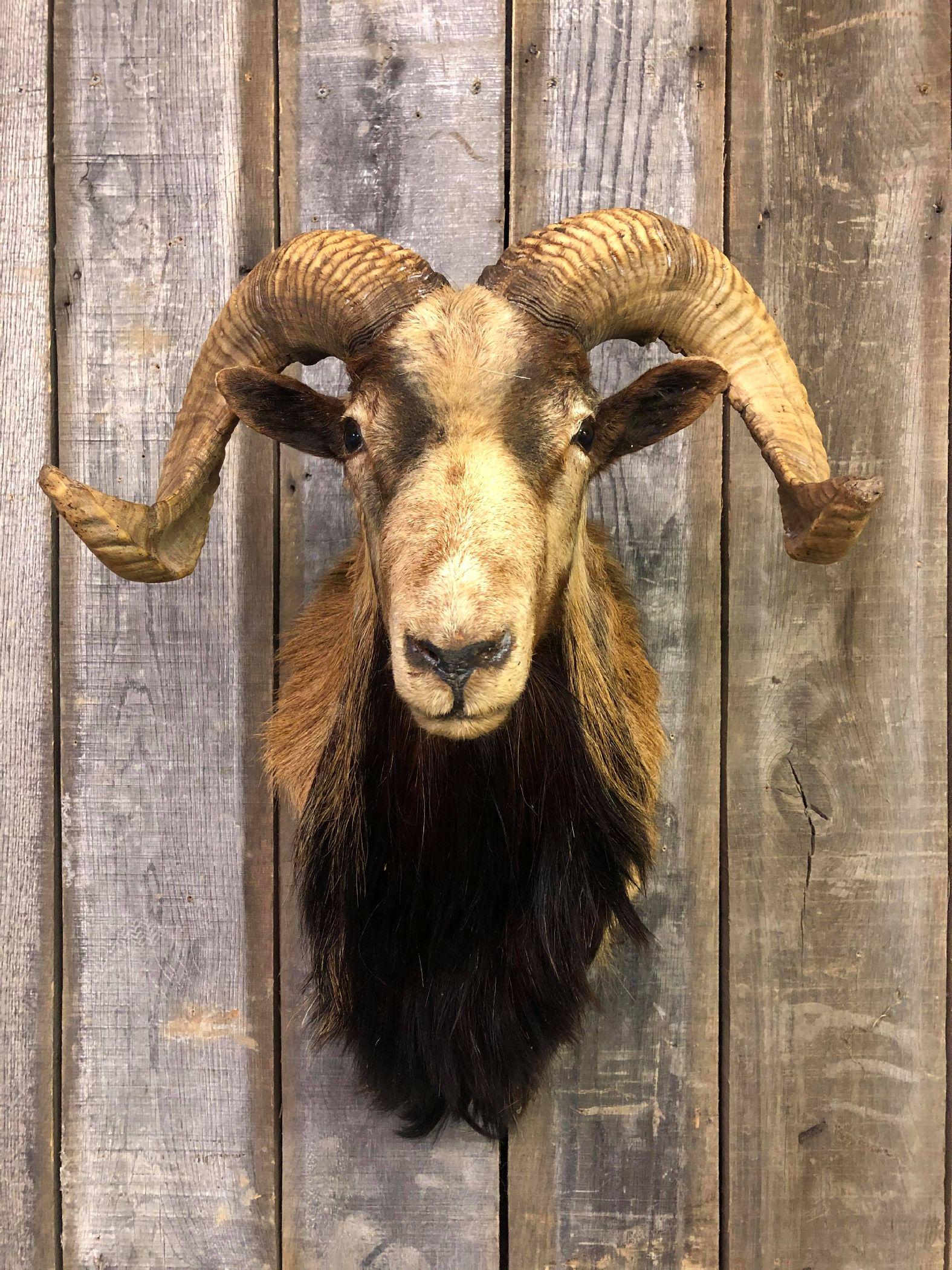 Barbados Ram Taxidermy Mount: Barbados Ram Taxidermy Mount