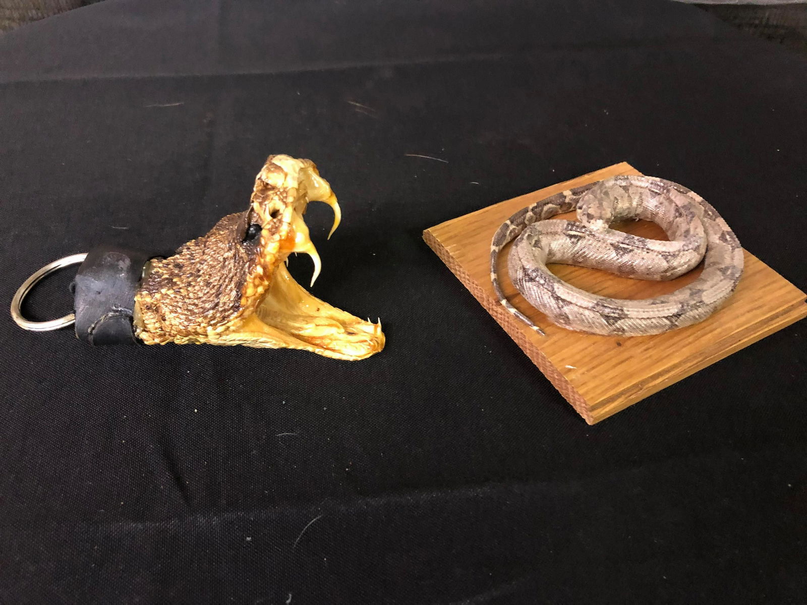 TAXIDERMY RATTLE SNAKE HEAD AND PYTHON: TAXIDERMY RATTLE SNAKE HEAD AND PYTHON
