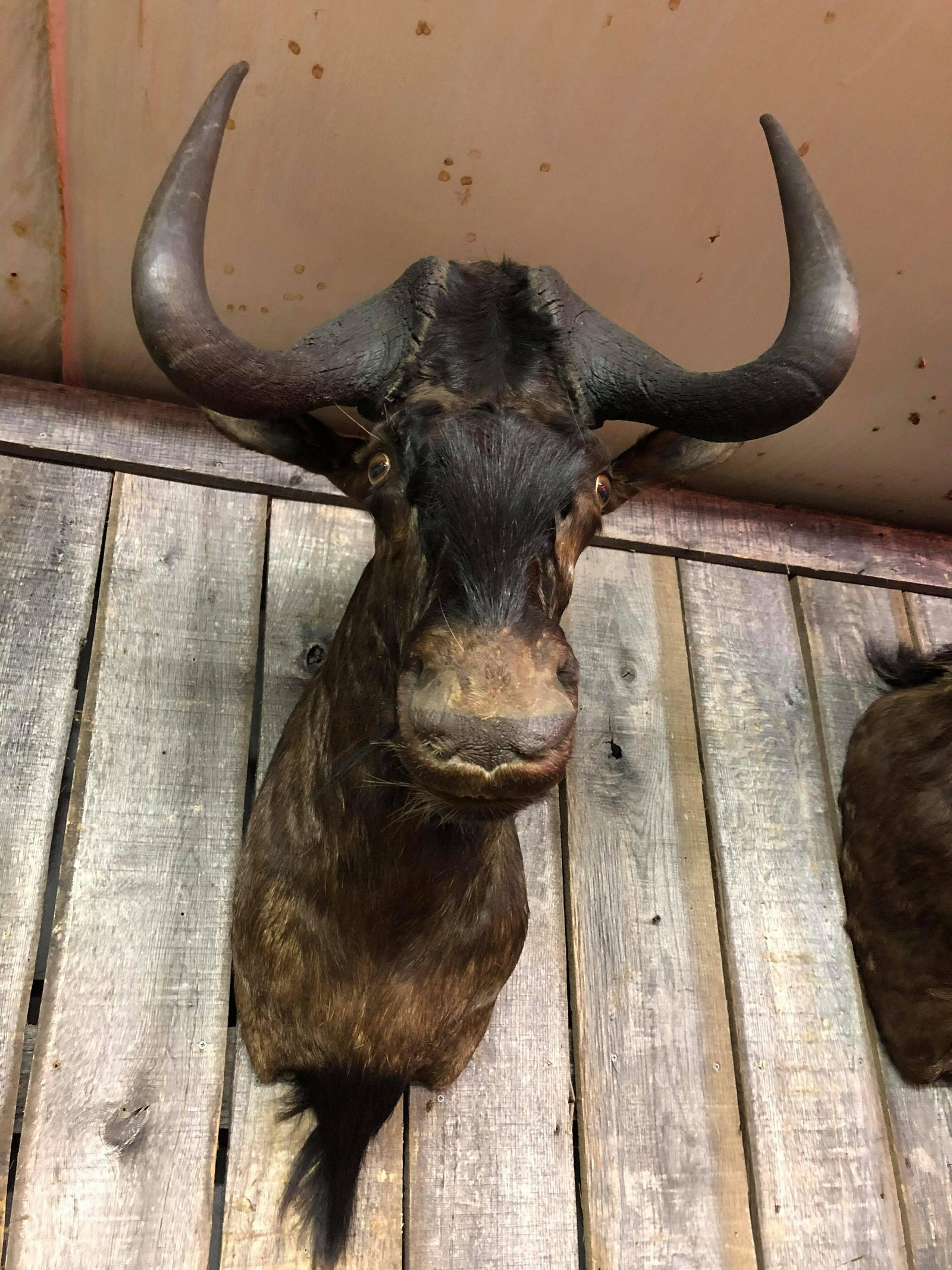 TROPHY BLACK WILDEBEEST SHOULDER MOUNT: TROPHY BLACK WILDEBEEST SHOULDER MOUNT