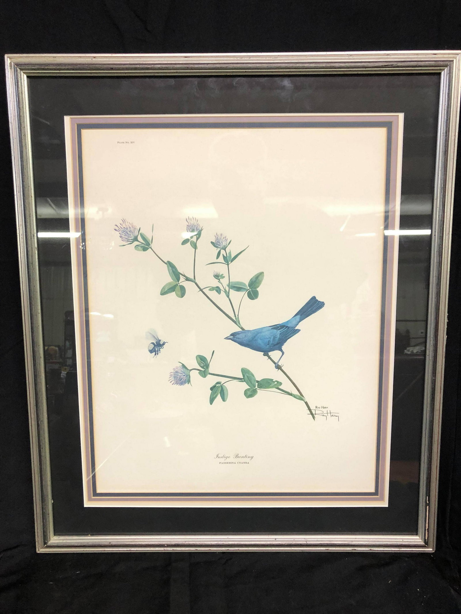 INDIGO BUNTING RAY HARM: INDIGO BUNTING RAY HARM
