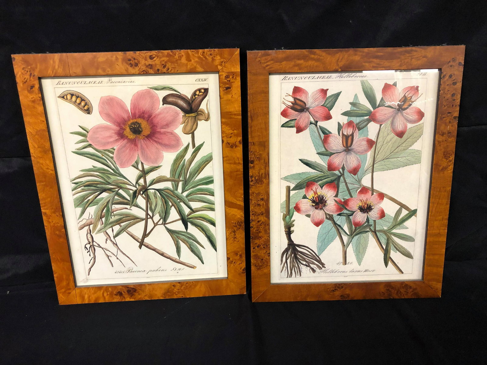 PAIR OF BOTANICAL FRAMED PRINTS (1 of 1)