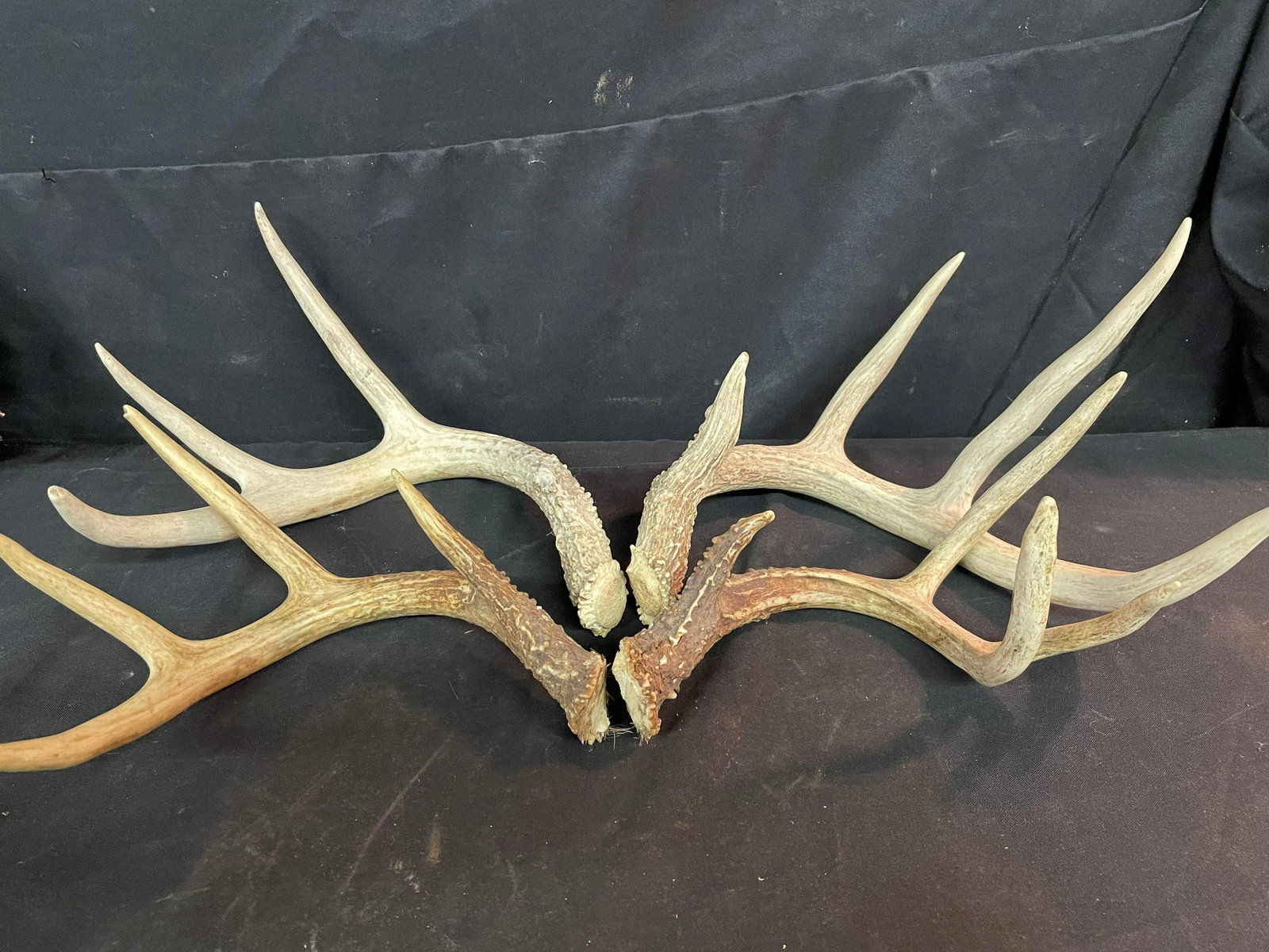 Pair Of Whitetail Deer Antler Sheds: Pair Of Whitetail Deer Antler Sheds
