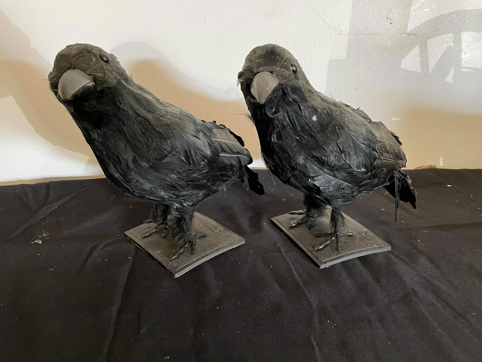 Pair Of Crows/Taxidermy Style (1 of 1)