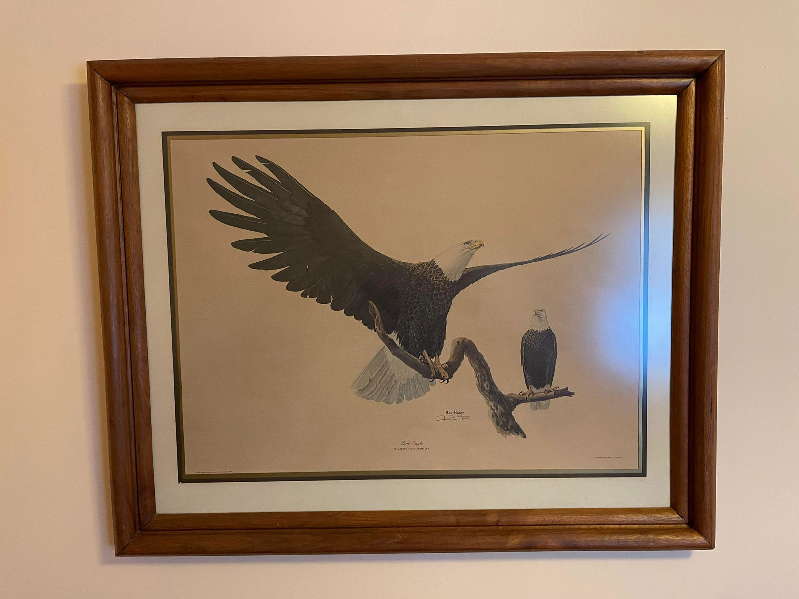 Framed "Bald Eagle" Print By Ray Harm: Framed "Bald Eagle" Print By Ray Harm