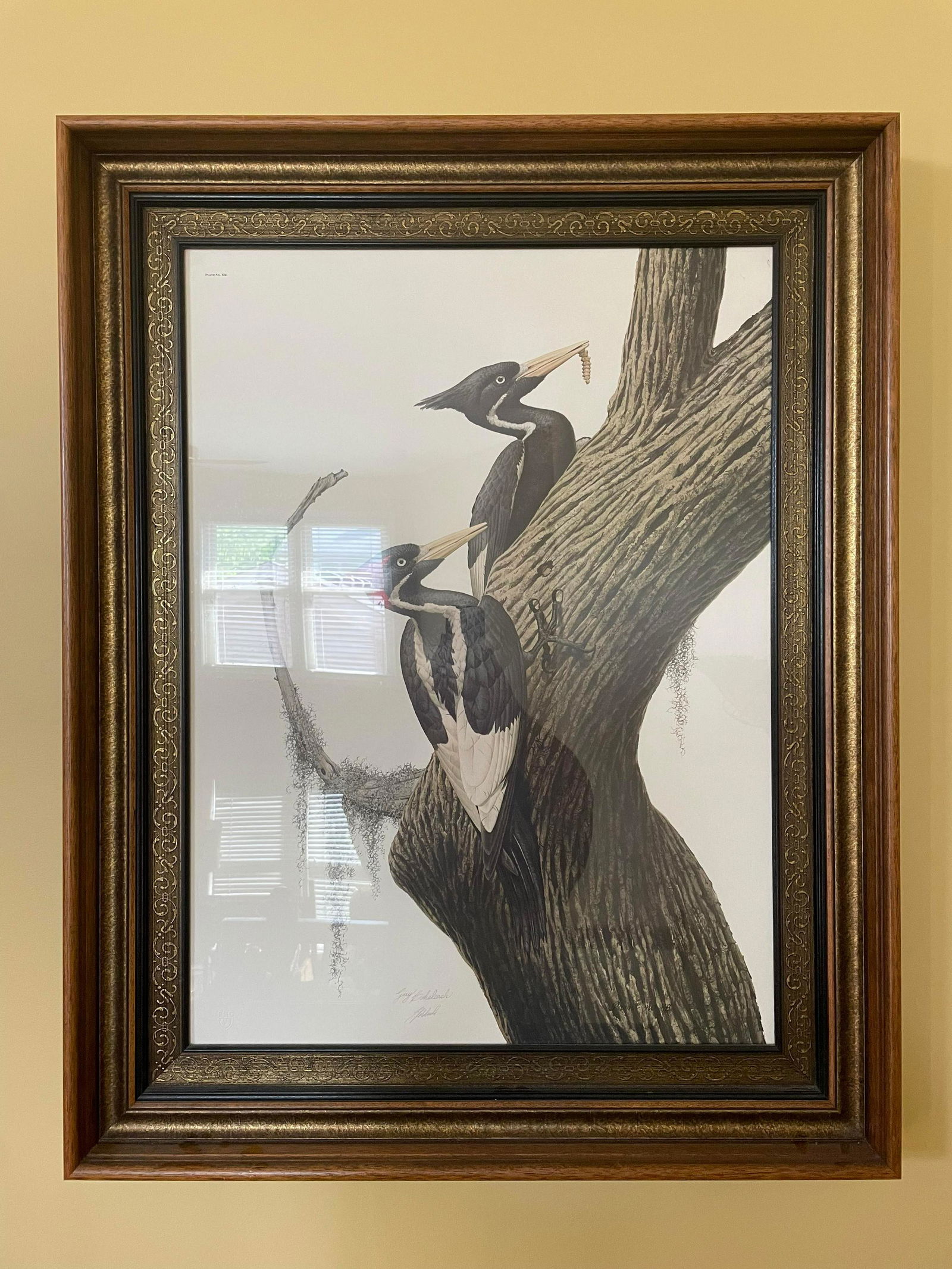 Guy Coheleach Framed Print 29"x36" (1 of 1)