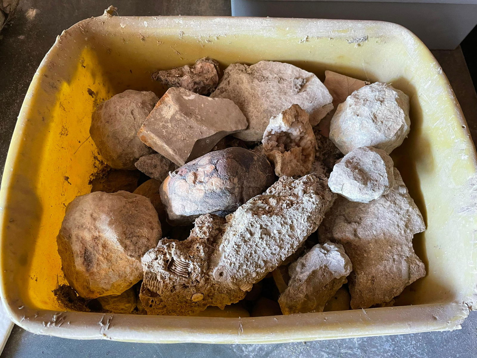 Collection Of Fossils, Geodes, Stone, Etc.: Collection Of Fossils, Geodes, Stone, Etc.