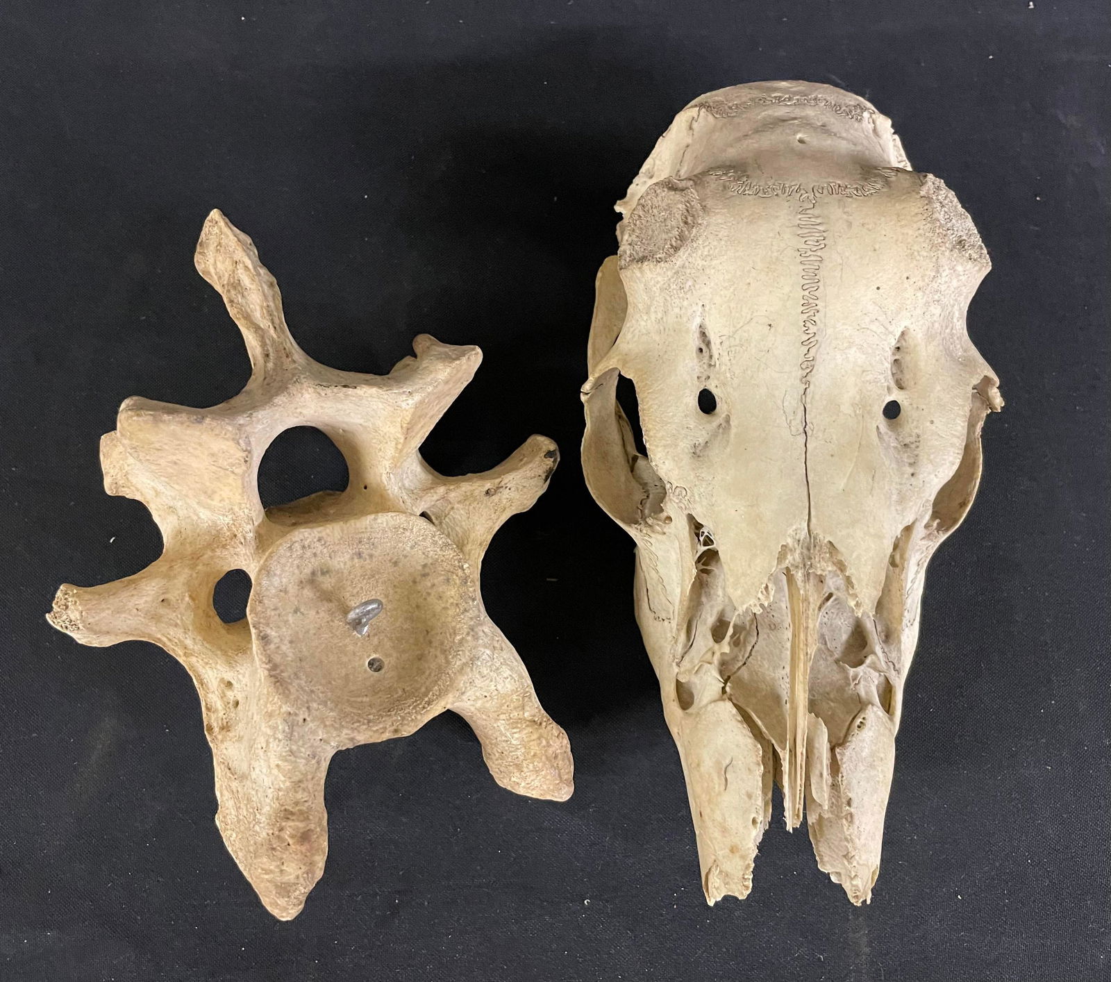 Deer Skull and Misc. Bone Possible Whale Vertebra: Deer Skull and Misc. Bone Possible Whale Vertebra