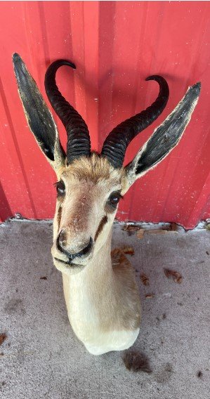 Springbok Taxidermy Mount: Springbok Taxidermy Mount