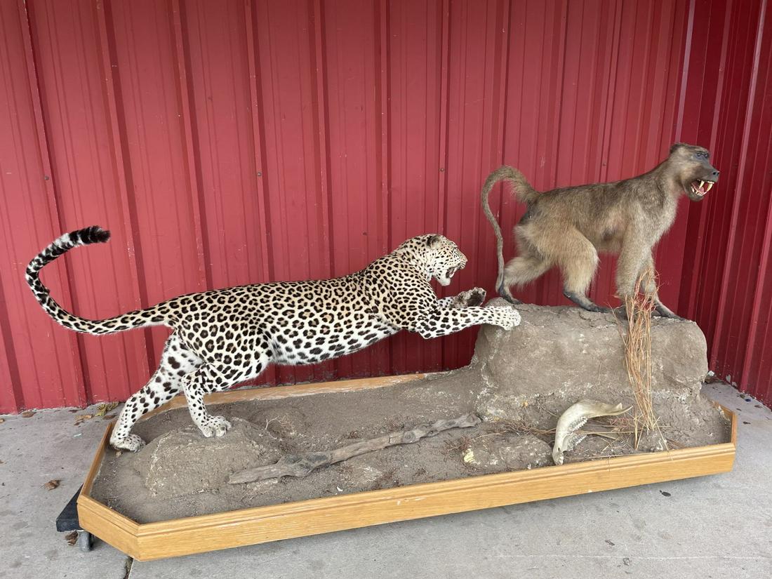 Super Cool Leopard Hunting a Baboon - Full Body!: Super Cool Leopard Hunting a Baboon - Full Body!