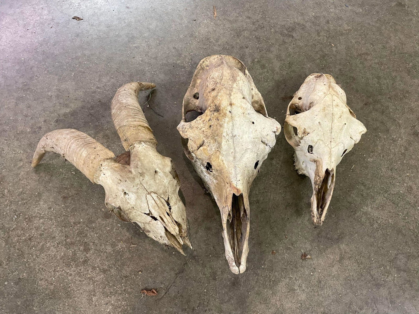 Assorted collection of skulls: Assorted collection of skulls