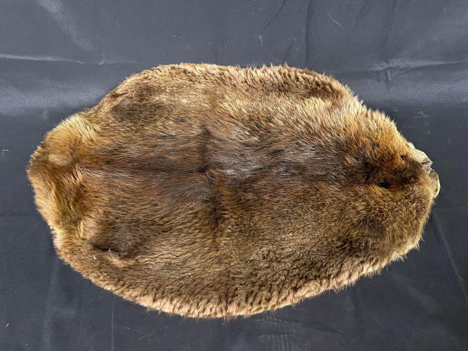 Plush Beaver Taxidermy Rug: Plush Beaver Taxidermy Rug