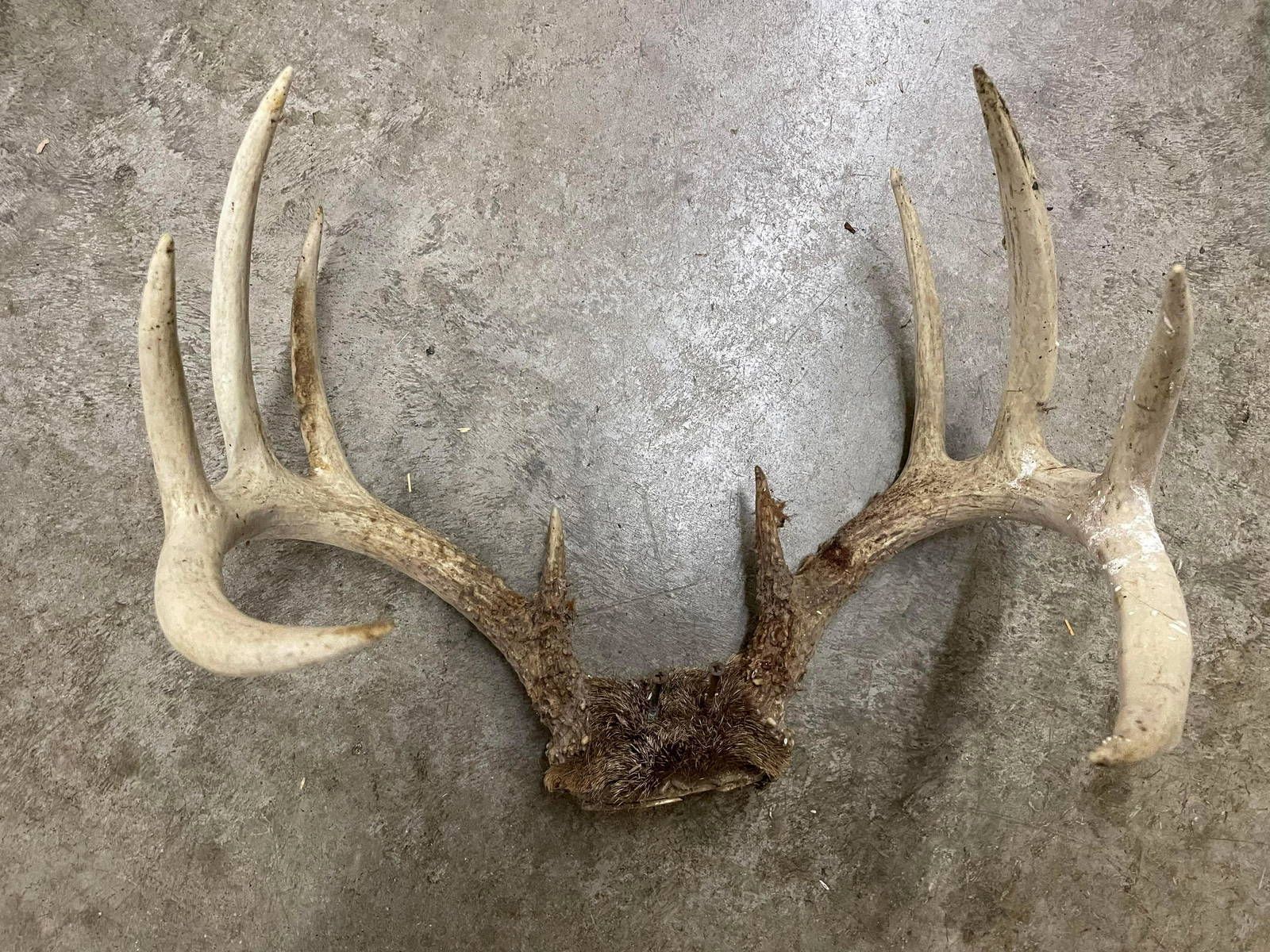Antlers (0156) on Apr 07, 2023 Swisher Bros. Auction LLC in KY