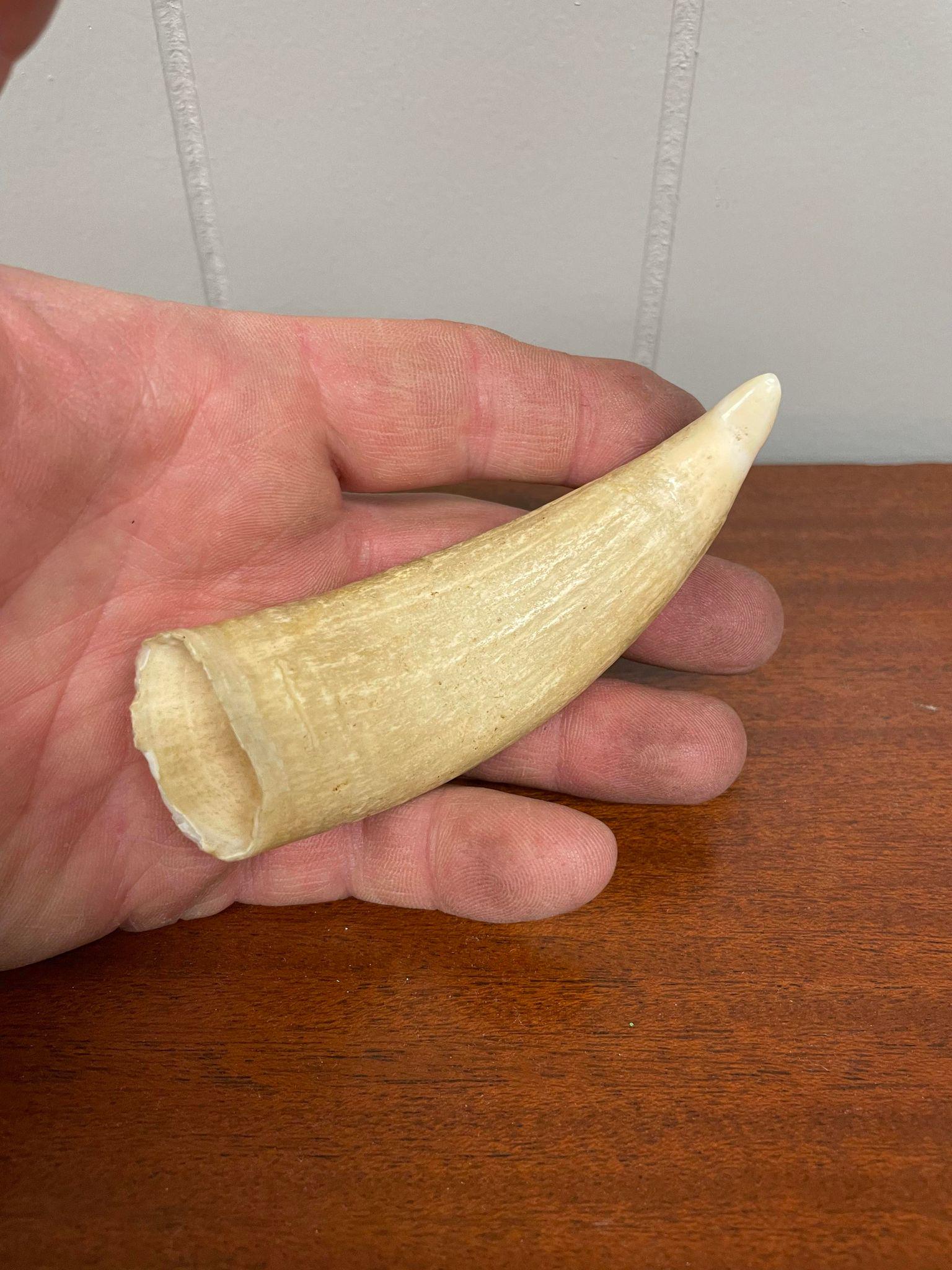 Tusk: Tusk
