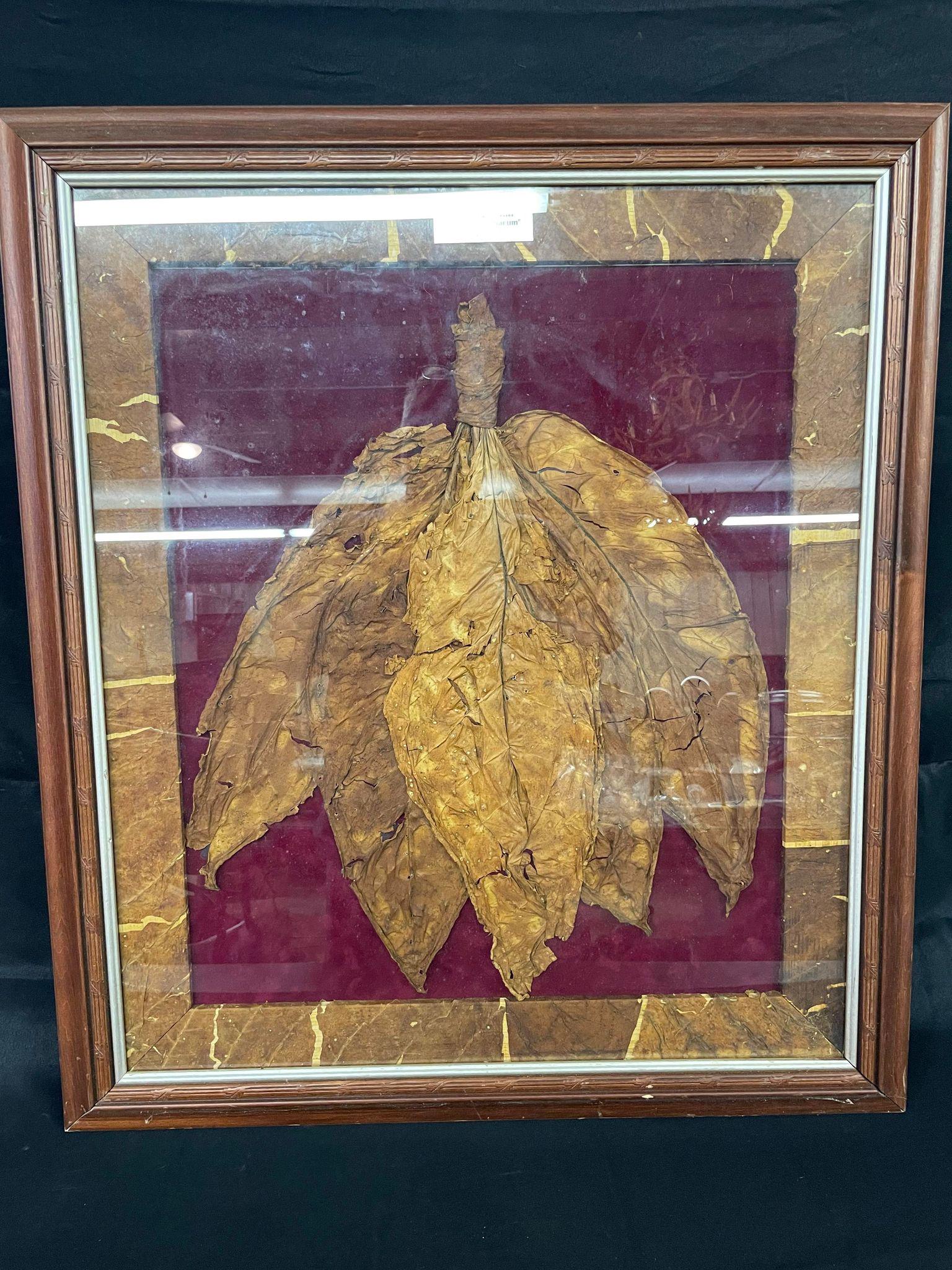 Framed Tobacco Leaves (1 of 4)