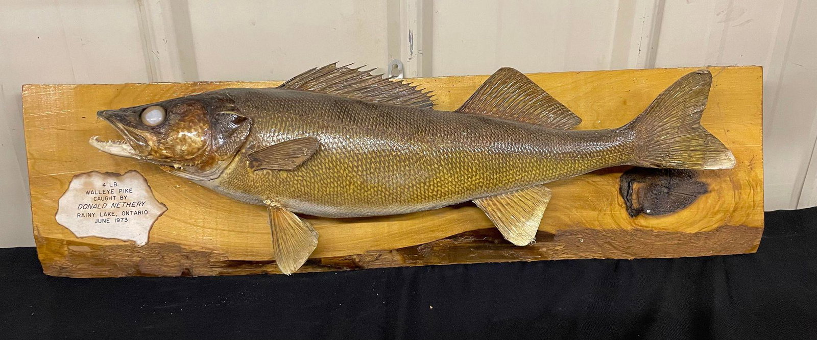 Walleye Pike Mount: Walleye Pike Mount