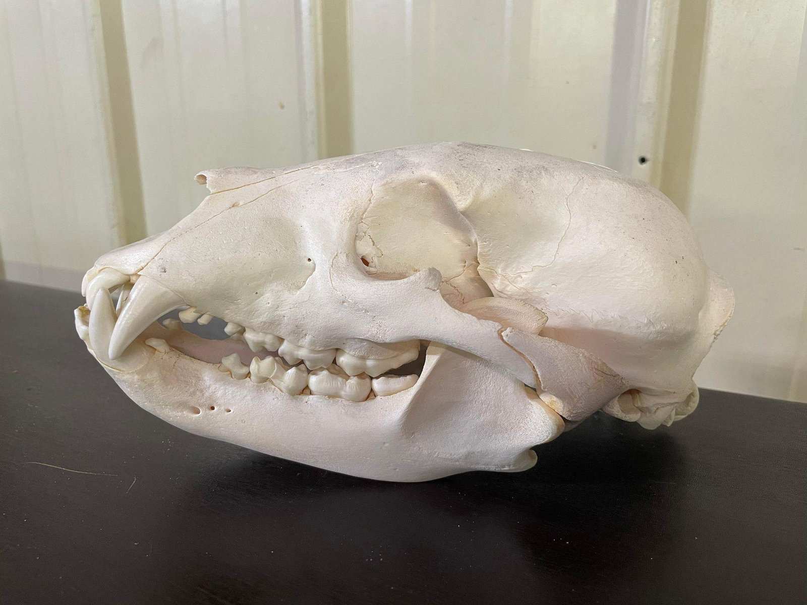 Black Bear Skull: Black Bear Skull
