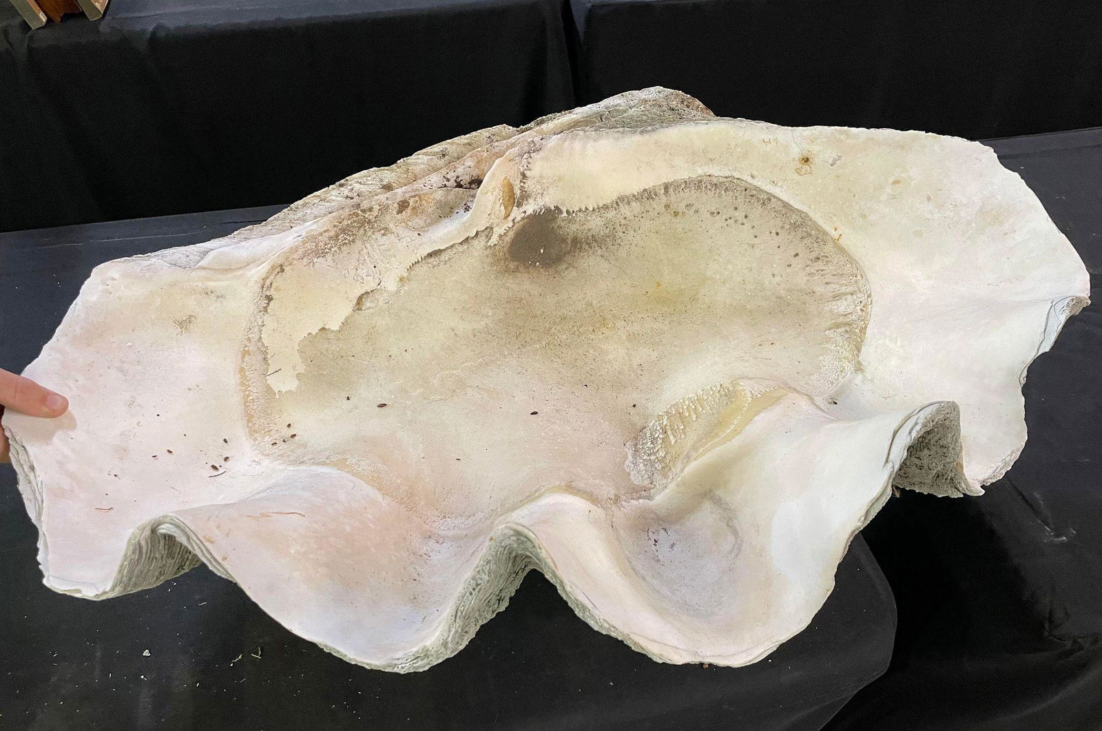 Vintage Large Clam Shell (1 of 6)