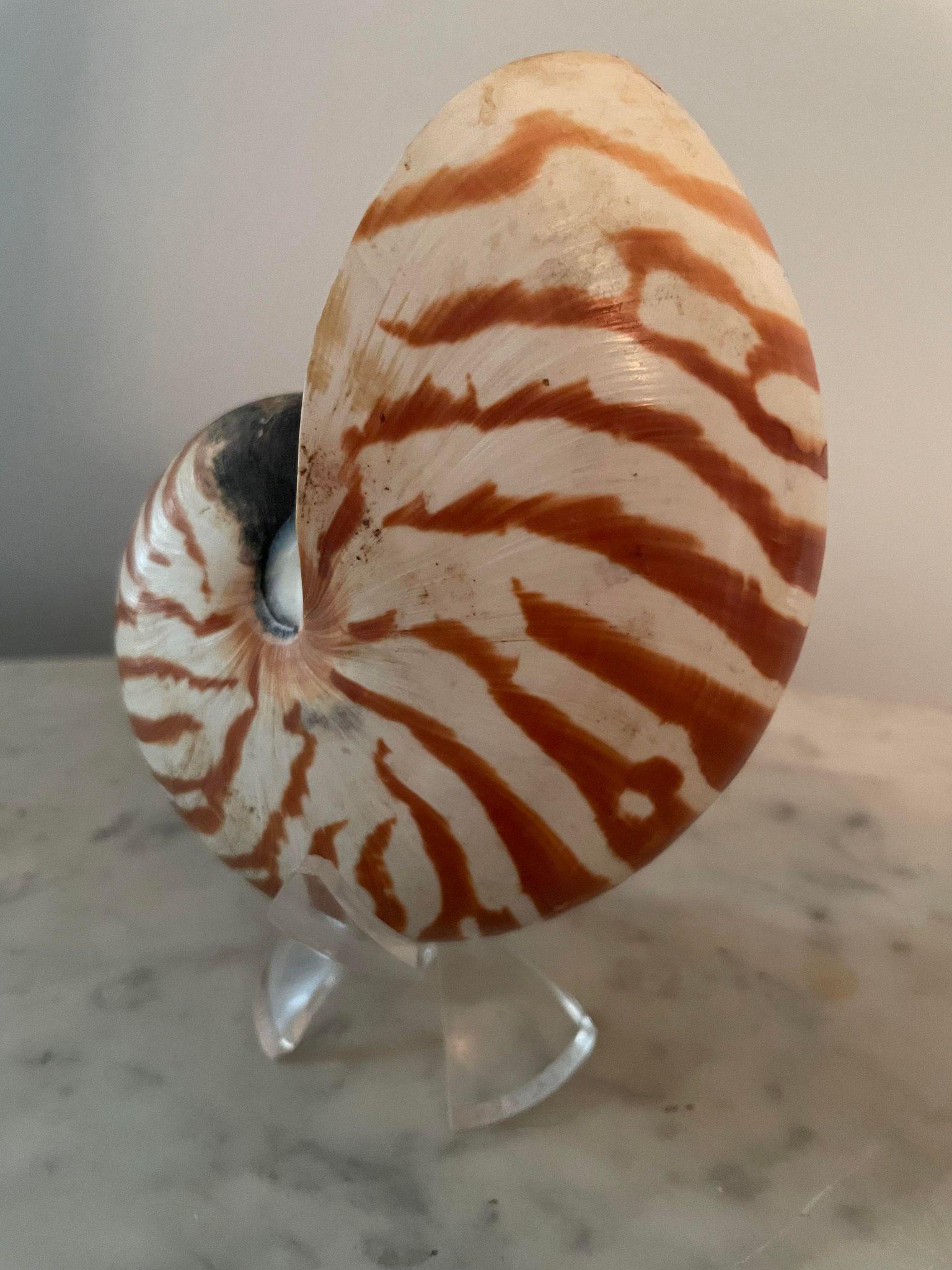 Natural Tiger Nautilus Shell (1 of 3)