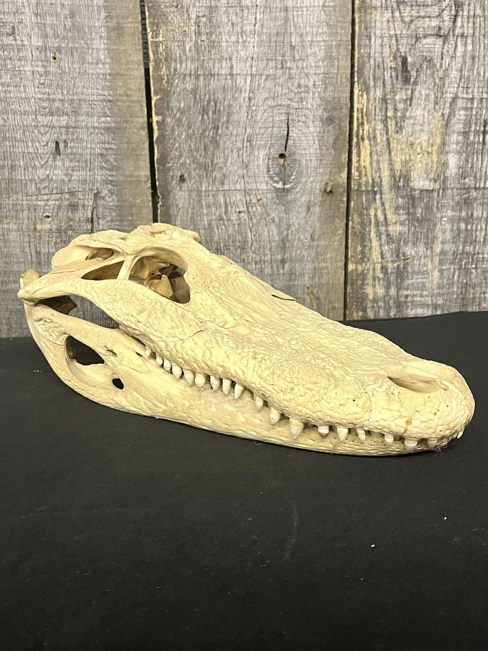 Nile Crocodile Skull (1 of 4)