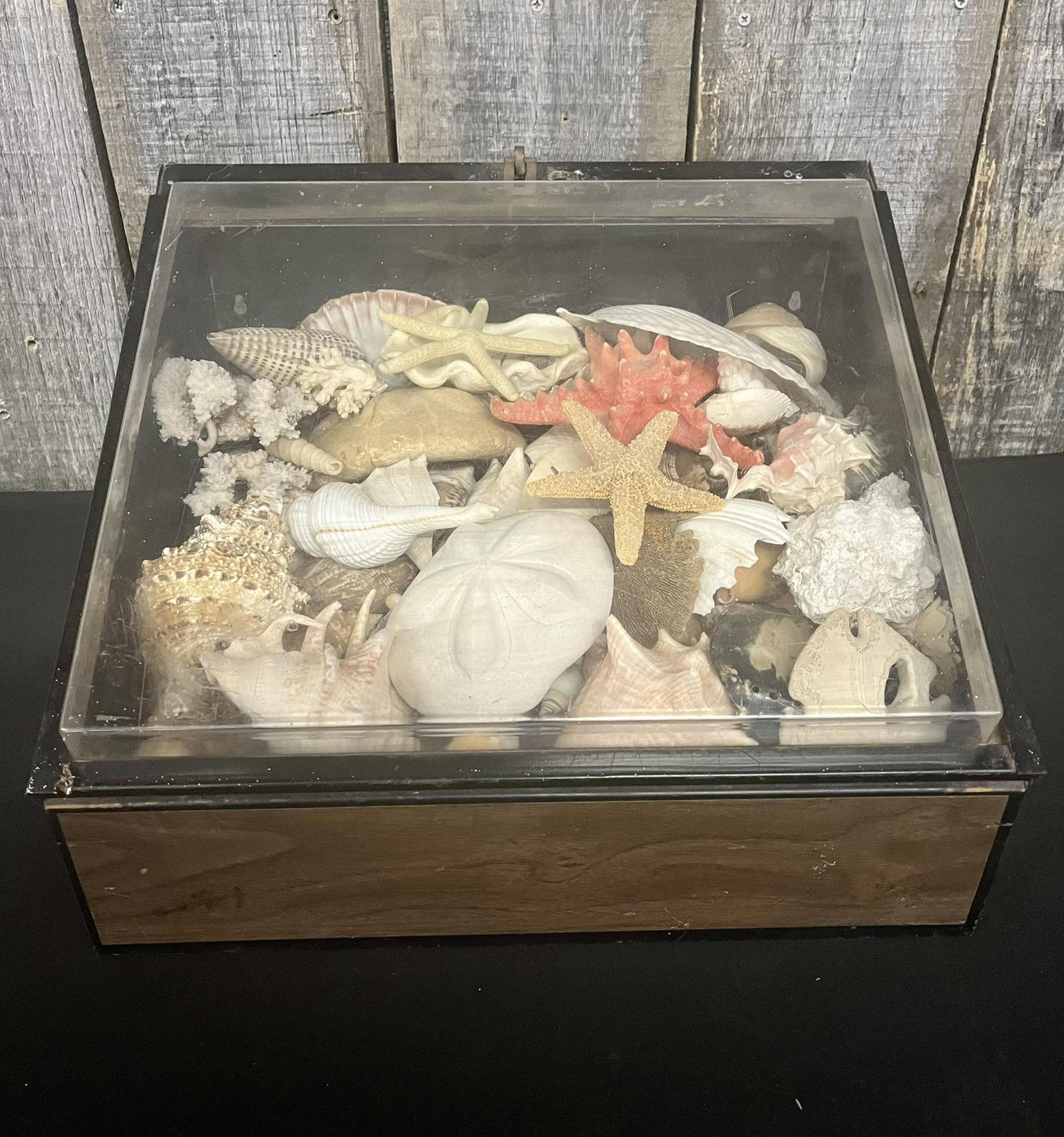 Collection of Seashells in Display Case: Collection of Seashells in Display Case