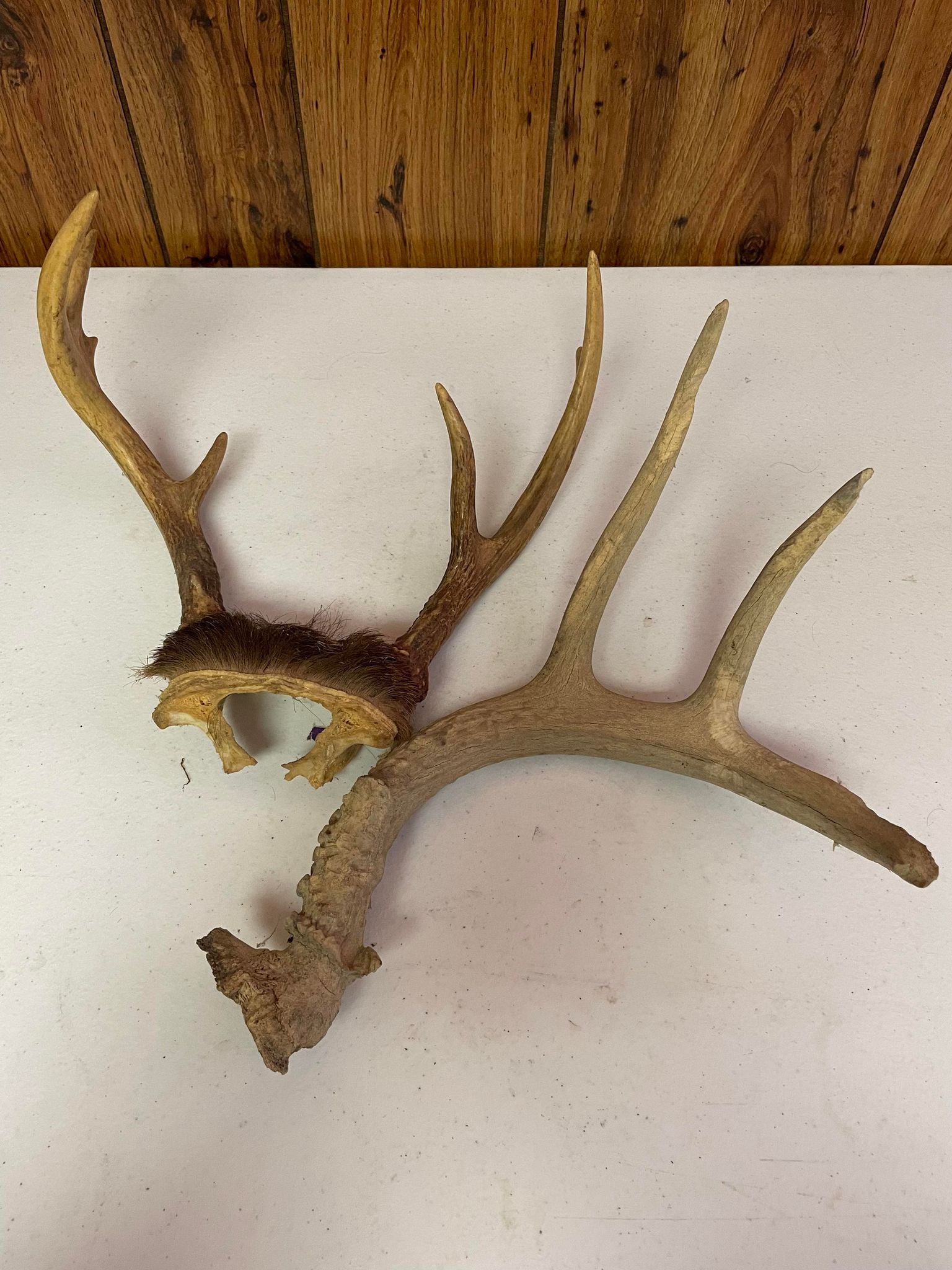 Antlers: Antlers