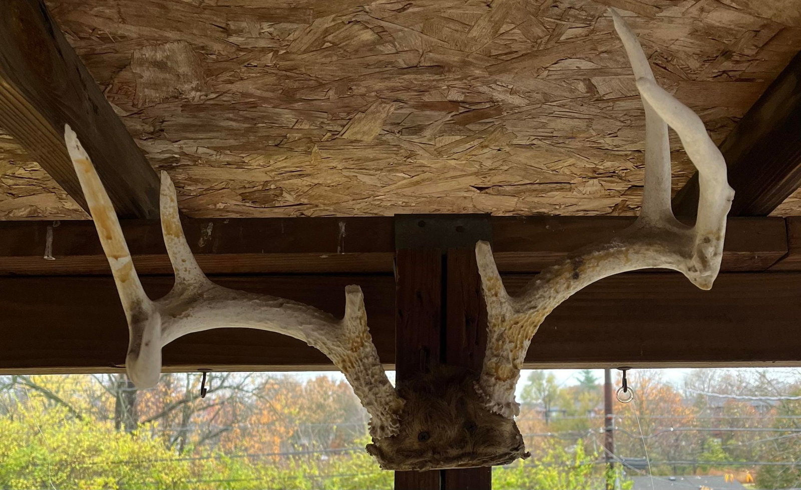 Antler Display: Antler Display