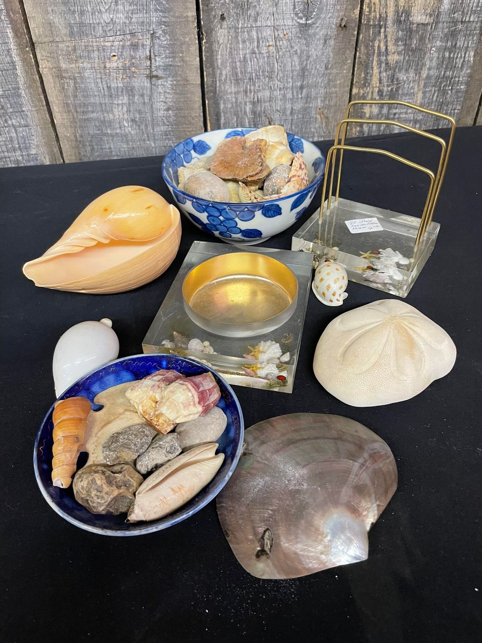 Misc. Seashell Collection: Misc. Seashell Collection