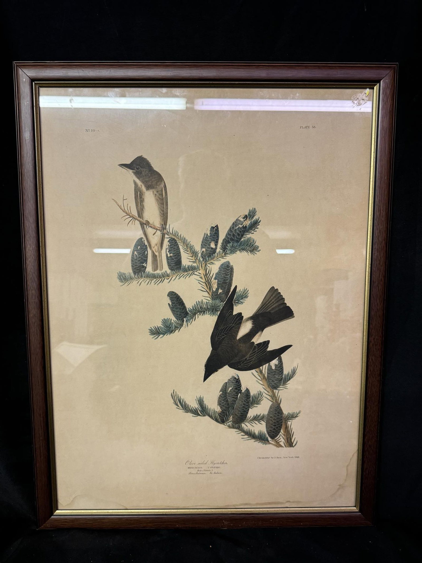 Audubon Octavo Print – Cooper’s Flycatcher / Olive-sided Flycatcher – Plate 58-: This lithograph is from the work Birds of America by John James Audubon. The famous work has been printed in many editions. The print here is from the printing conducted by Audubon and Roe Lockwood in