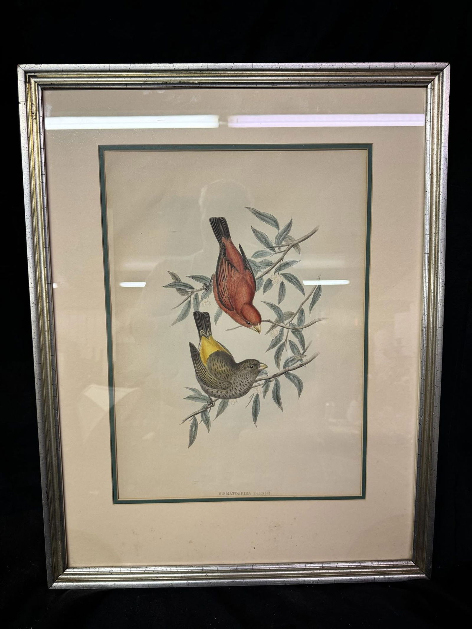 John Gould Birds Lithograph Print Haematospiza Sipahi: John Gould Birds Lithograph Print Haematospiza Sipahi